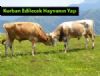 Kurban Edilecek Hayvanın Yaşı